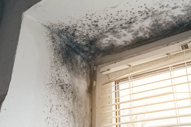 Affordable Mold Cleanup solutions in Severn, MD